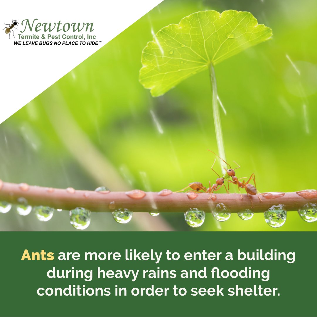 May flowers aren’t the only things April showers bring! Take the initiative in ant proofing your home and decrease the chances of #ants coming in!
.
.
#insects #bugs #pestcontrol #antcontrol #pestmanagement #pestinfestation