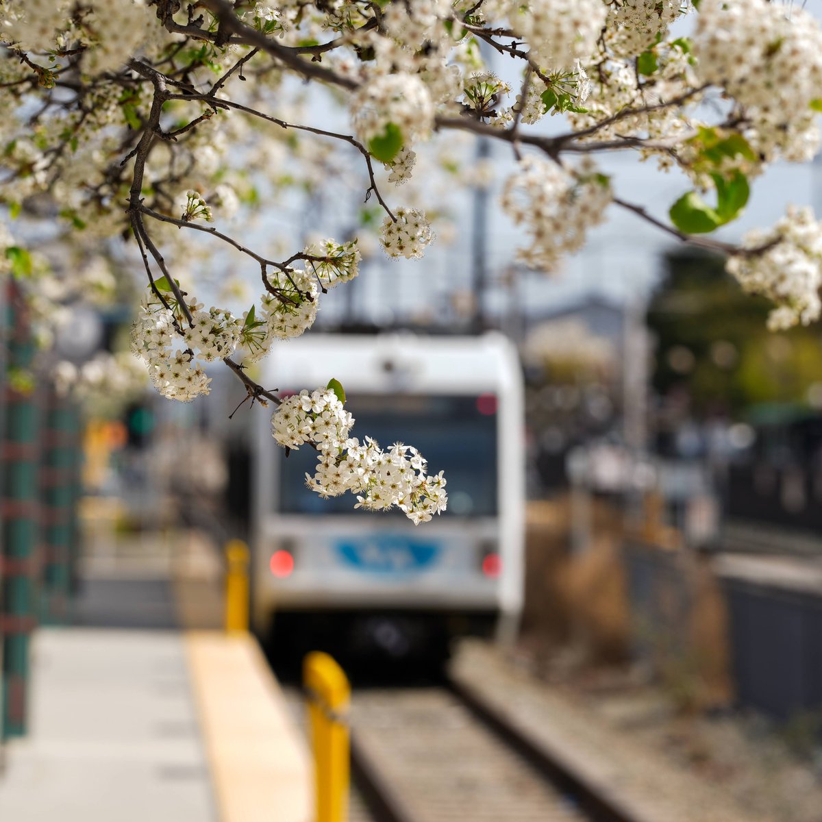 As part of our ongoing celebration of #EarthDay we congratulate @VTA on being named an FTA Champion of the Challenge! SCVTA analyzed emissions forecasts & vulnerability assessments, resulting in several emission reduction & climate adaptation measures. tinyurl.com/mu54h2bx