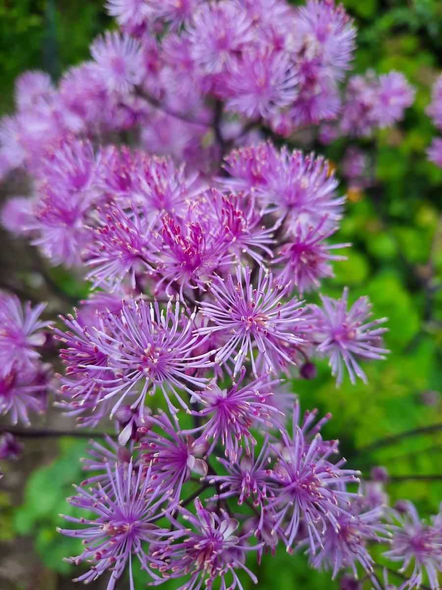 Flower time #orduña #bilbao #bizkaia #flowers #flores #basquecountry