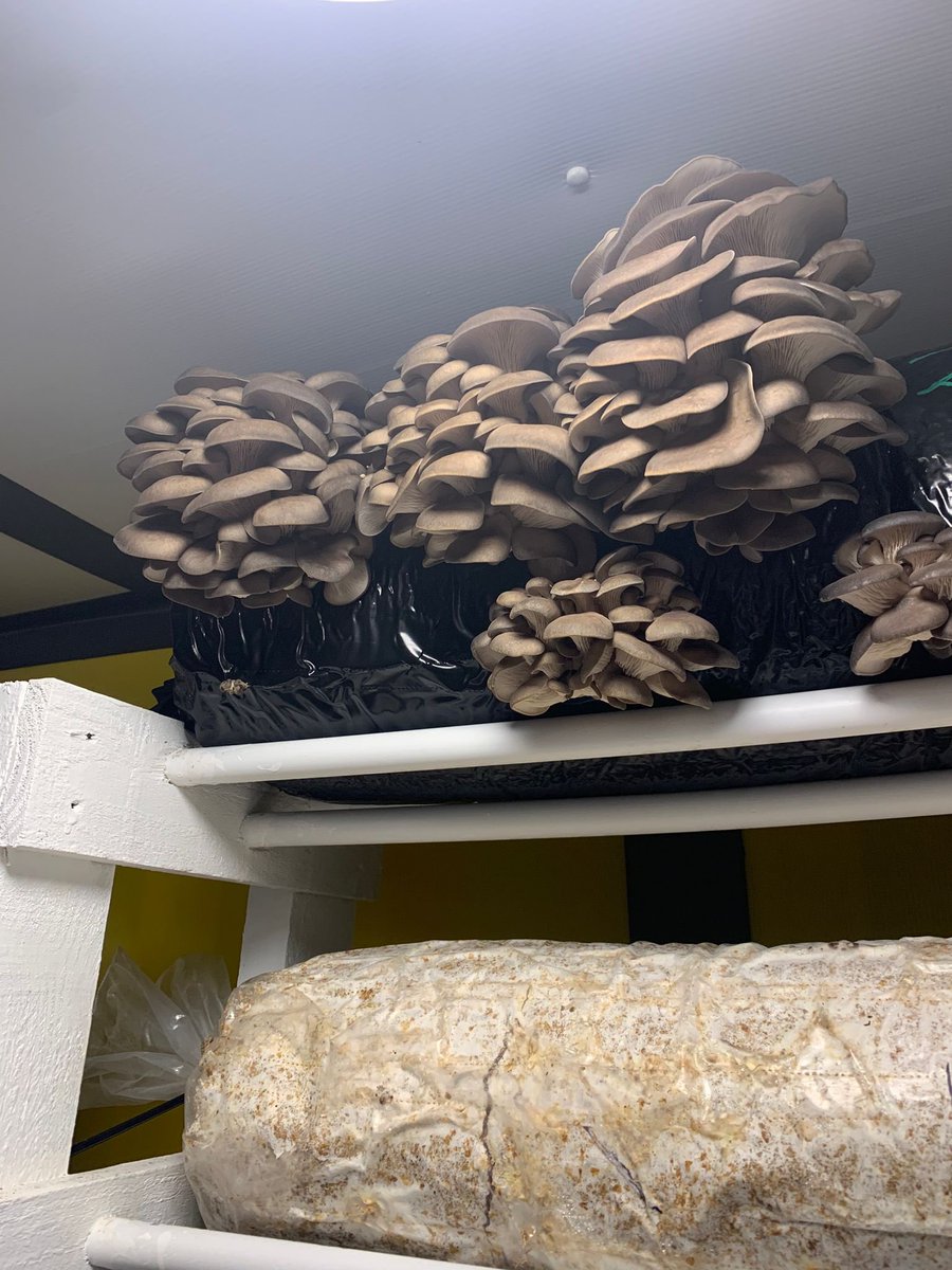 Superb visit to <a href="/MushroomsRhyze/">Rhyze Mushrooms</a> today with the s2 Food &amp; Nutrition group 🍄