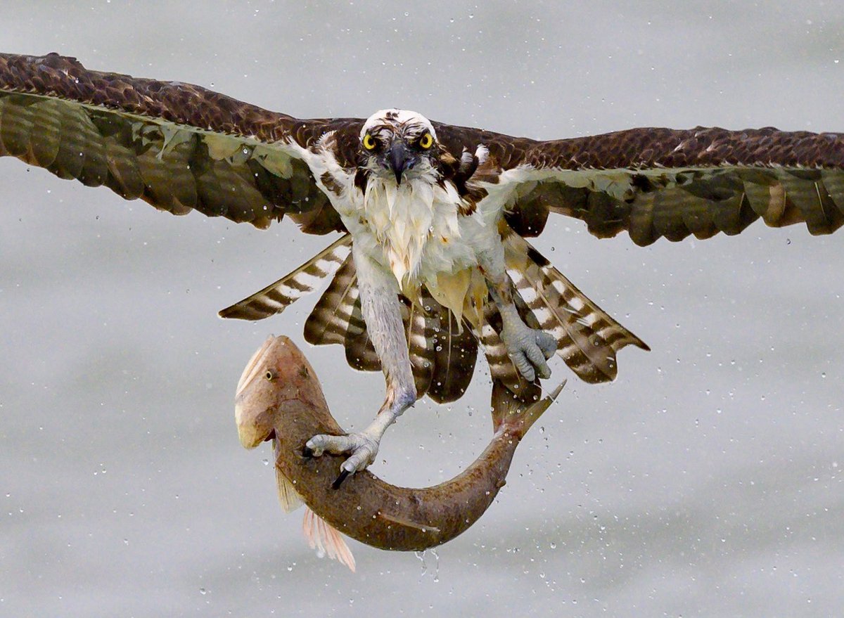 Photographing ospreys never gets old. You never really know what they might rip from the underwater world. This bird has managed to snatch an invasive lizardfish from the surface and this fish wasn’t going without putting up a huge fight. It managed to draw blood.