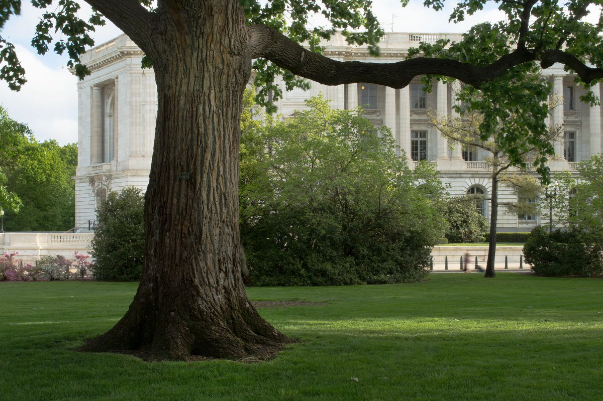 To celebrate #ArborDay, we're highlighting some of the oldest trees on the grounds. 🌳 Approximately 45 of Olmsted's original #USCapitol trees remain today, each having their own unique stories and witnessing many events over the last century. 🔗➡️ aoc.gov/explore-capito… #WLAM