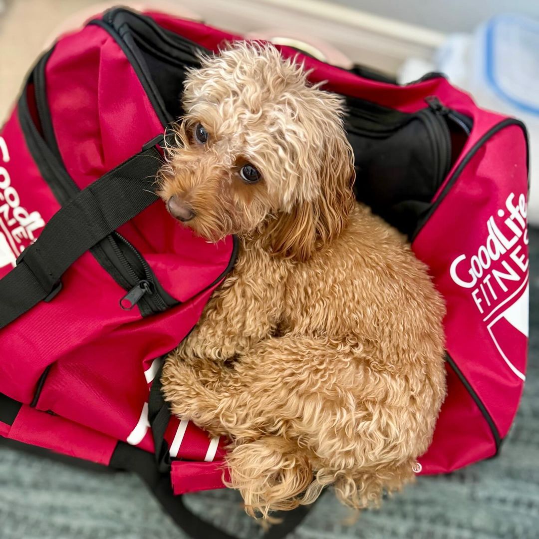 Not all gym buddies fit in our bags like 📸@lilys.pawprints Tag a gym buddy who you're working out with this weekend 💪