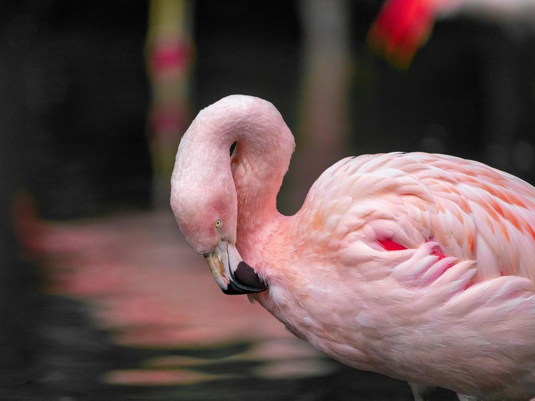 It’s a fabulous day for our flamboyance – it's #InternationalFlamingoDay! 🦩 These unique birds are known for their bright pink colour which comes from the carotenoid pigment in the algae and shrimp that they eat. That’s why they look shrimply fabulous! 🦐 #YourZooYYC