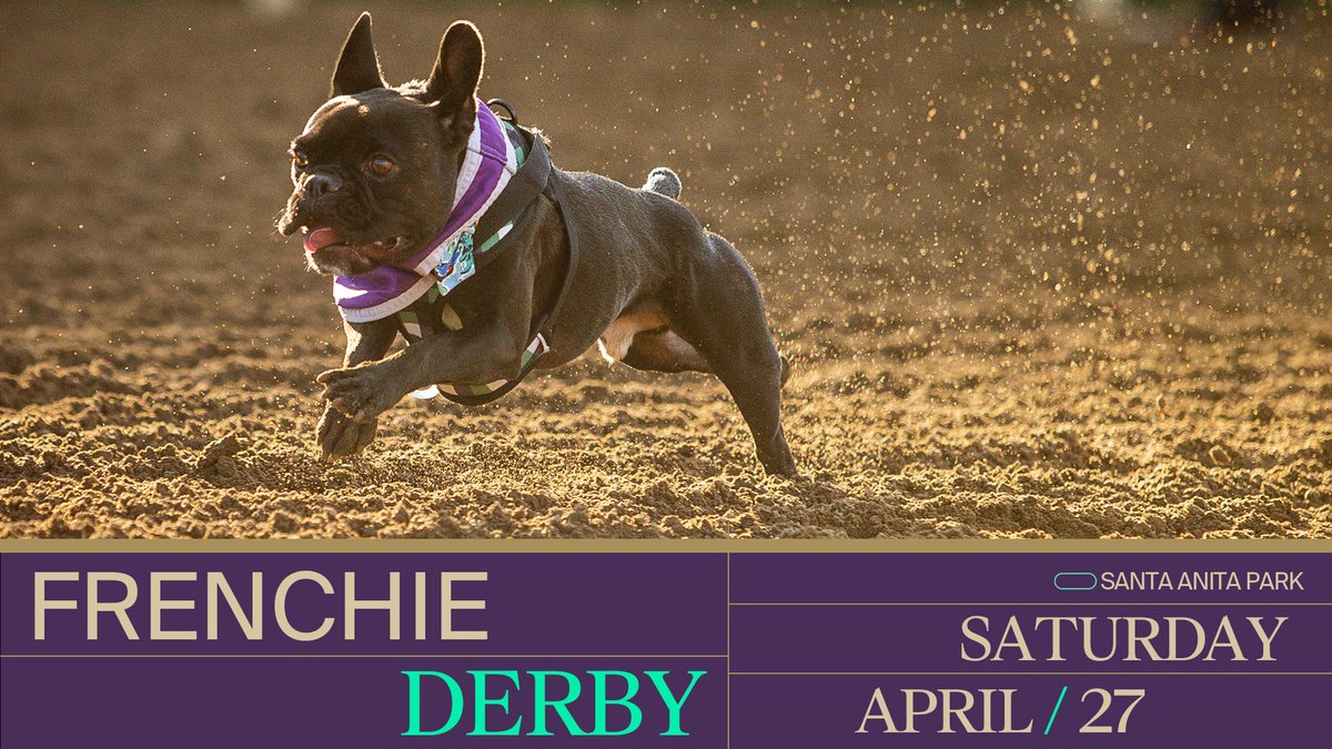 🐾 Get ready for cuteness overload at The Frenchie Derby, coming to Santa Anita Park on April 27th! 🐶 Watch these adorable Frenchies race in the East Infield, with the final showdown happening on the main race track! 🏁 Get tickets now! 🌟 bit.ly/3WgCToP