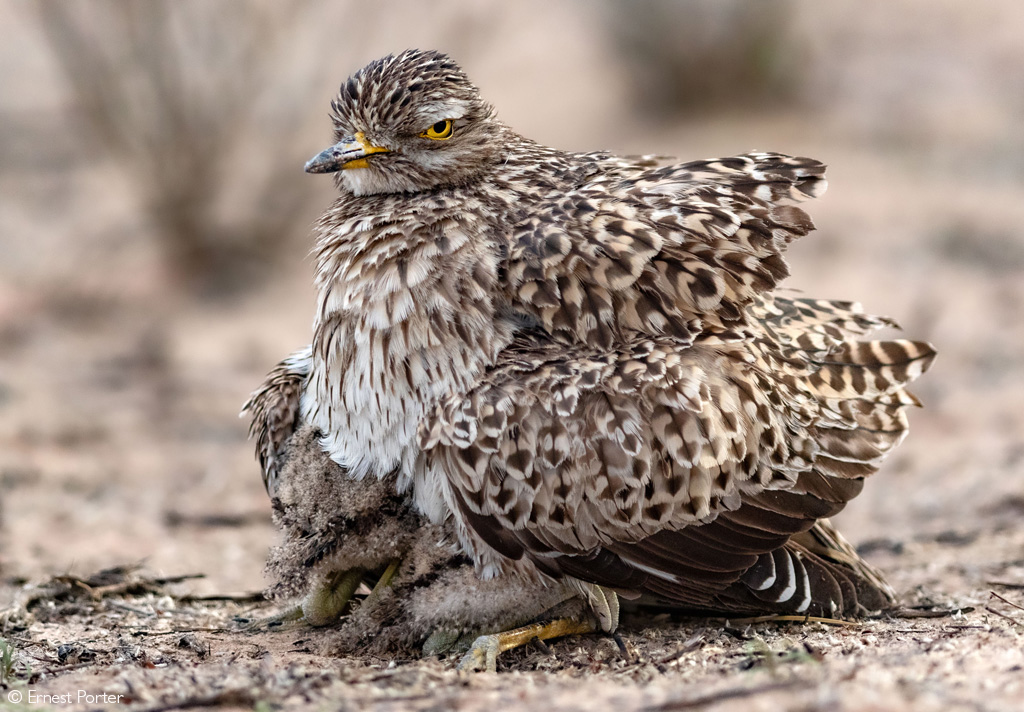 📷If looks could kill. A spotted thick-knee fiercely protects her chicks while delivering a steely glare. Kgalagadi Transfrontier Park, South Africa. © Ernest Porter (Photographer of the Year 2024 entry)