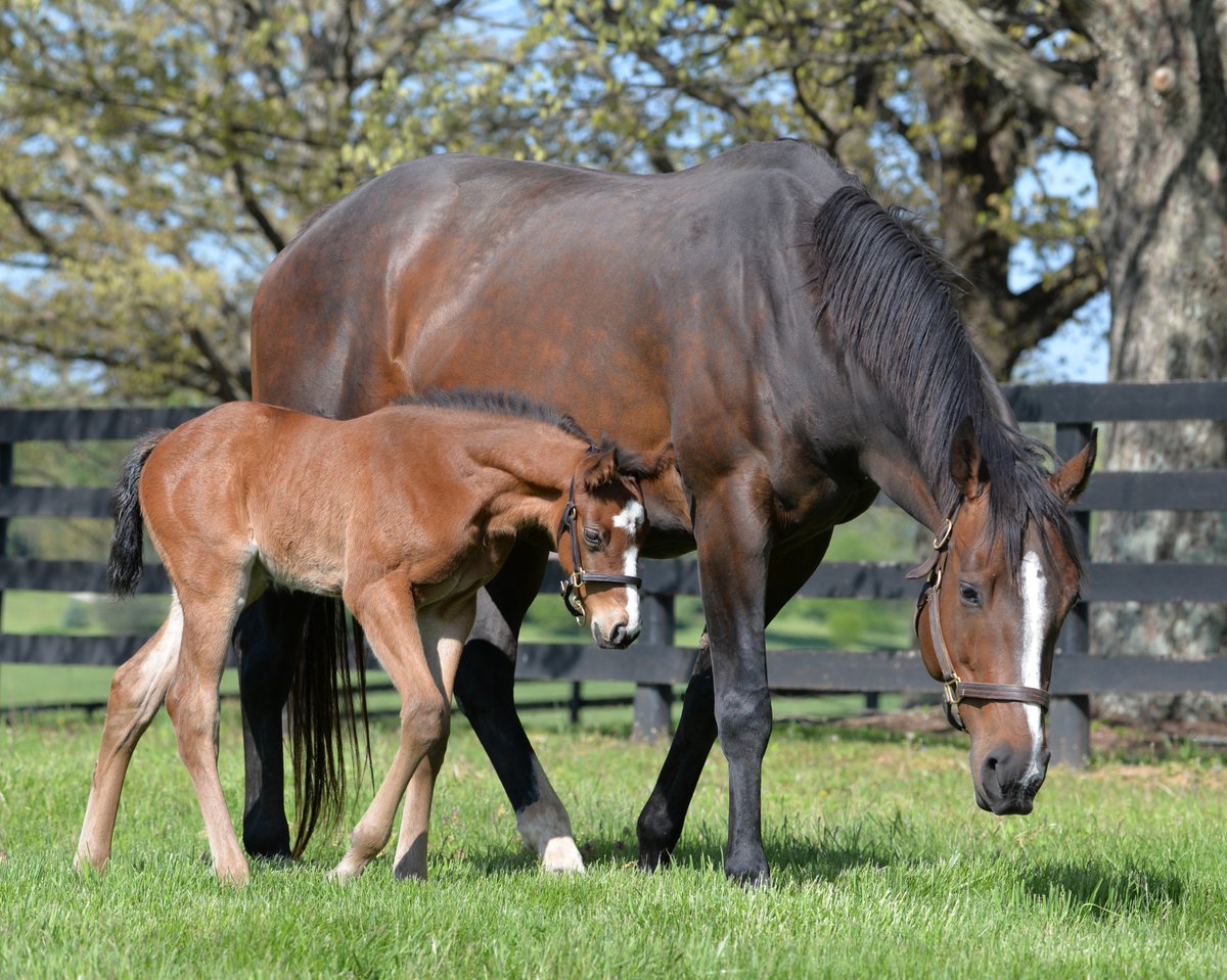 Happy #FoalFriday! This fancy-faced filly by CONSTITUTION (@WinStarFarm) is out of COWBOYTAKEMEAWAY, a half-sister to G1W PAULINE'S PEARL. Their dam, G1W HOT DIXIE CHICK, is a half-sister to Kentucky Derby winner ALWAYS DREAMING #Storkstreet #BredandRaised #foalsof2024