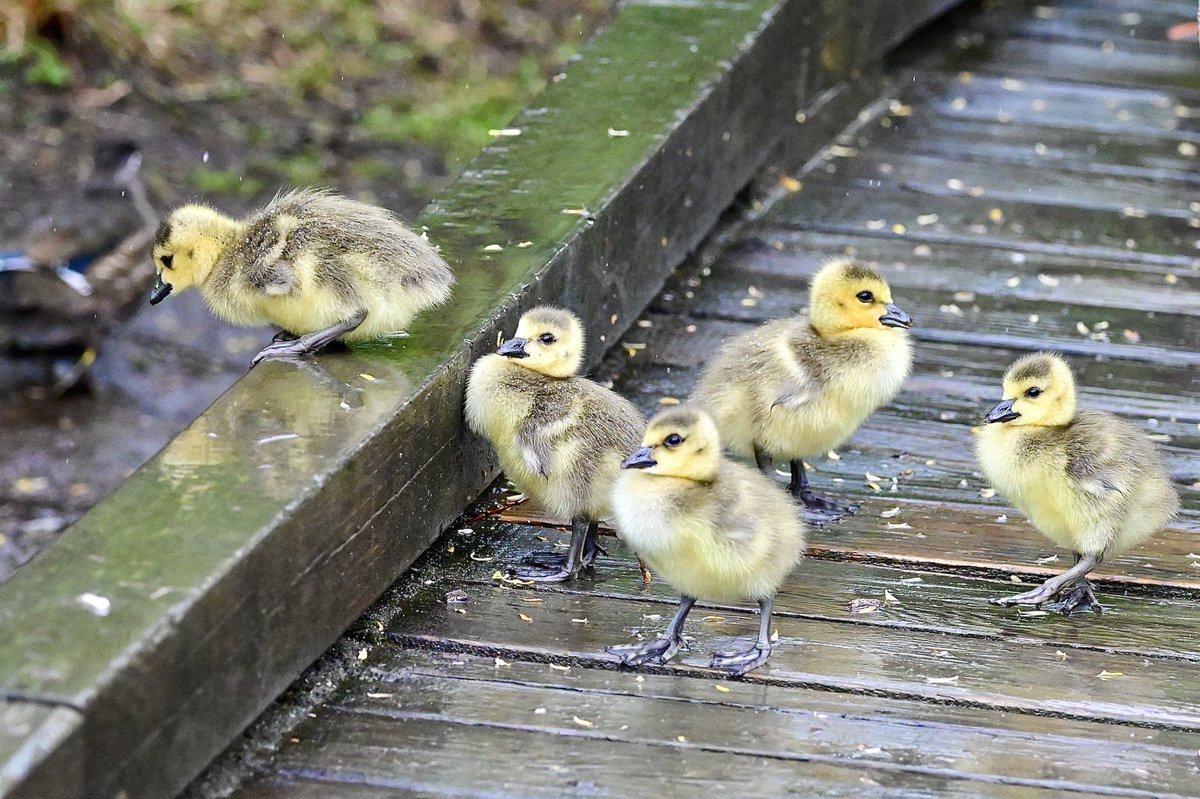 The Gosling siblings 🥰 #TwitterNatureCommunity #TwitterNaturePhotography #birdphotography #BirdsOfTwitter #wildlifephotography #NaturePhotography