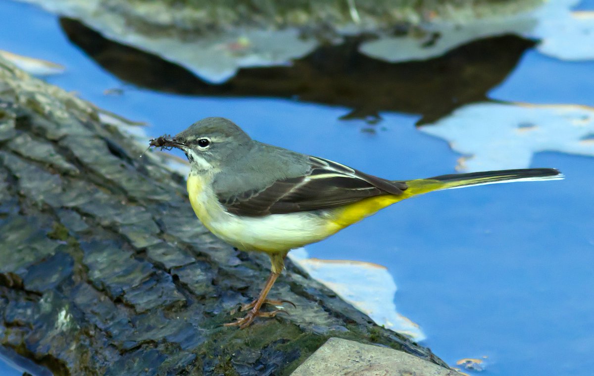 I was walking alongside the River Leven in Stokesley this afternoon when this lovely grey wagtail paused in its feeding flight next to me! @teesbirds1 @nybirdnews @Natures_Voice @RSPBEngland @NE_Northumbria @myeyemyview @Woodybirder