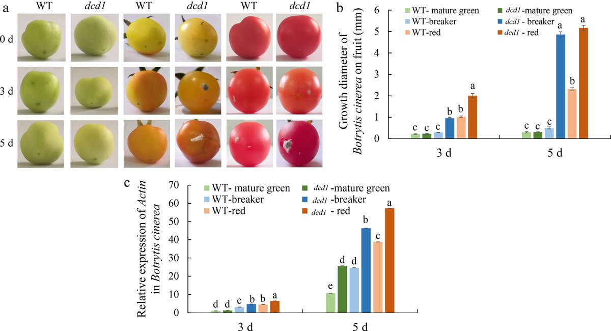 #VegetableRes 
New study reveals how hydrogen sulfide boosts tomato resistance against Botrytis cinerea.  Findings shed light on plant defense mechanisms against fungal pathogens. #Tomato #Botrytis #PlantScience
@MaximumAcademic

Details:  maxapress.com/article/doi/10…