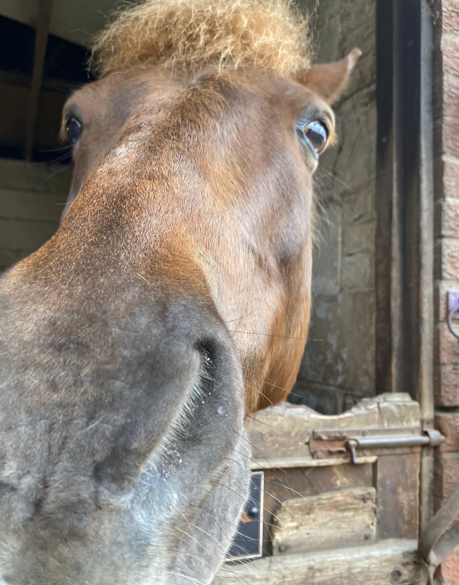 Happy Friday! 🥰🐴 It's one week to go until the first May Bank Holiday weekend and we have some lesson slots available! 04/05 @ 8, 8:30, 9:30, 1:30, 2 & 4 05/05 @ 10, 10:30, 11 & 3 all slots can be booked via EC Pro! ⭐🐴❤️