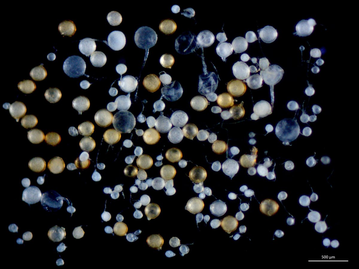 Who else find dimorphism in AMF super cool? Here is Ambispora leptoticha forming in the same culture acaulosporoid and glomoid spores. Is there an ecological or evolutionary advantage to produce both morphotypes? Enjoy the weekend!!