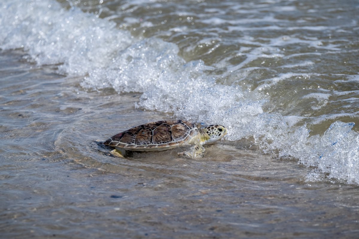 Our team released six sea turtles back into the ocean after months of rehabilitation in our Sea Turtle Second Chance program. Watch here for a recap of their journey ➡️ youtu.be/rltDVLwPOvw Sponsored by Peoples