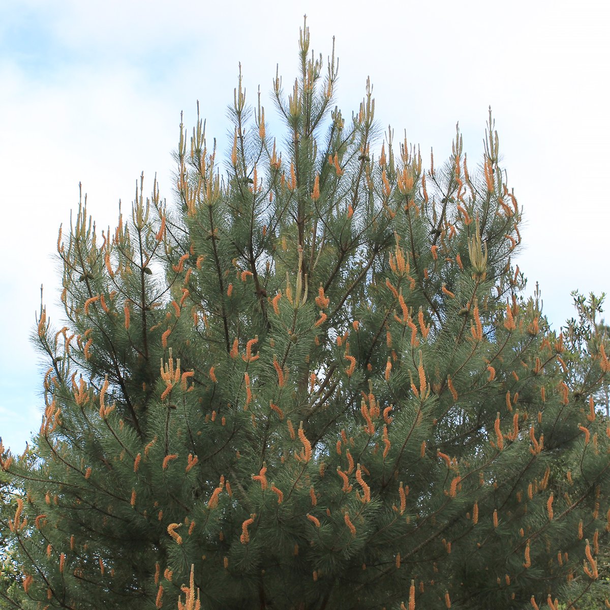 Happy #ArborDay! #collectionhighlight: #Bishoppine (Pinus muricata), native to CA-currently producing clusters of male cones (strobili) which will soon shed great quantities of pollen that are dispersed by the wind. See it on your next visit, located in the Calif Area, Bed 4.