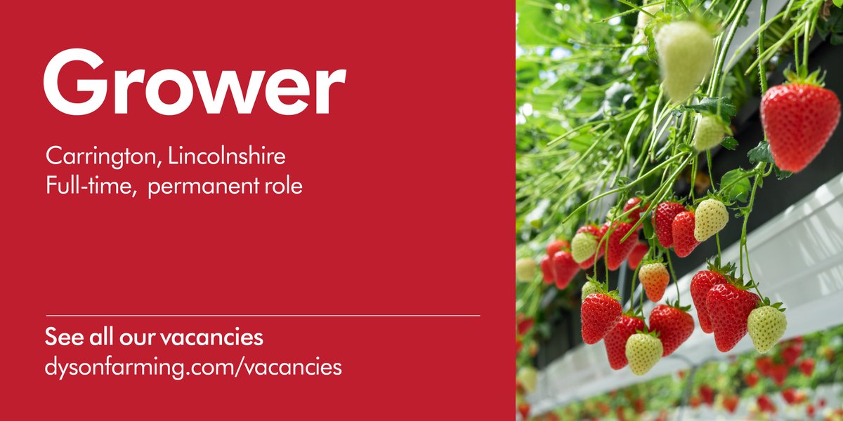 WE'RE HIRING 🍓 Join the Glasshouse team as a Grower. This role is responsible for the day-to-day growing in the Glasshouse and supporting the Assistant Glasshouse Manager. Find out more at dysonfarming.com/vacancies. #recruitment #agriculture #lincolnshire