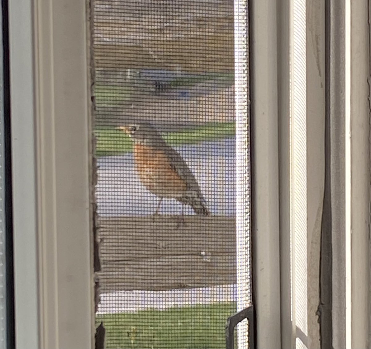 i swear to u this bird showed up directly outside my window when i started playing cocteau twins carolyn’s fingers and stayed there for like a full minute. does he understands her