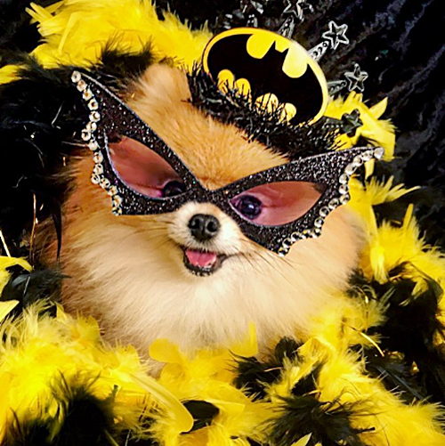 #FurryFriday:
#NationalSuperheroDayIsComing April 28 #NationalSuperheroDay #Superhero #Superheroes #Comics #MarvelComics #MCU #DCComics #DCUniverse #Hero #Heroes #Dog #Dogs #DogsinCostumes #Pomeranian #BatGirl - Photo by monique_ginger