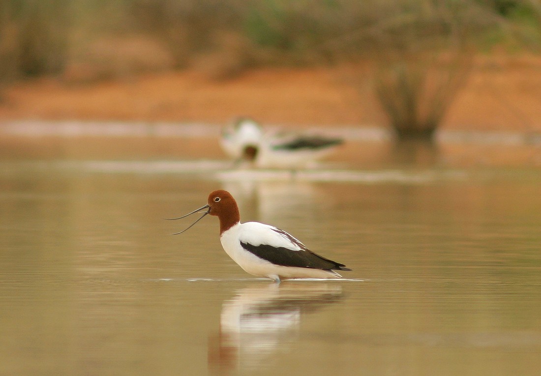 BushHeritageAus tweet picture