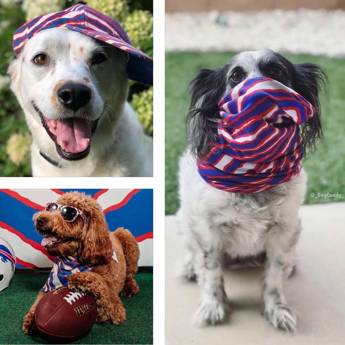 🐾 Where my dogs at? 🐾 Meet the squad: @andrew_tikka_remi_ , @los.dood , and @_dogcandy_ , lookin’ fly in there Zubaz gear!
.
.
.
#PawsomeStyle #DareToBeDifferent #FashionForward #DoggoSwagger #DogLovers #StylinAndProfilin #PetFashion #WhereMyDogsAt