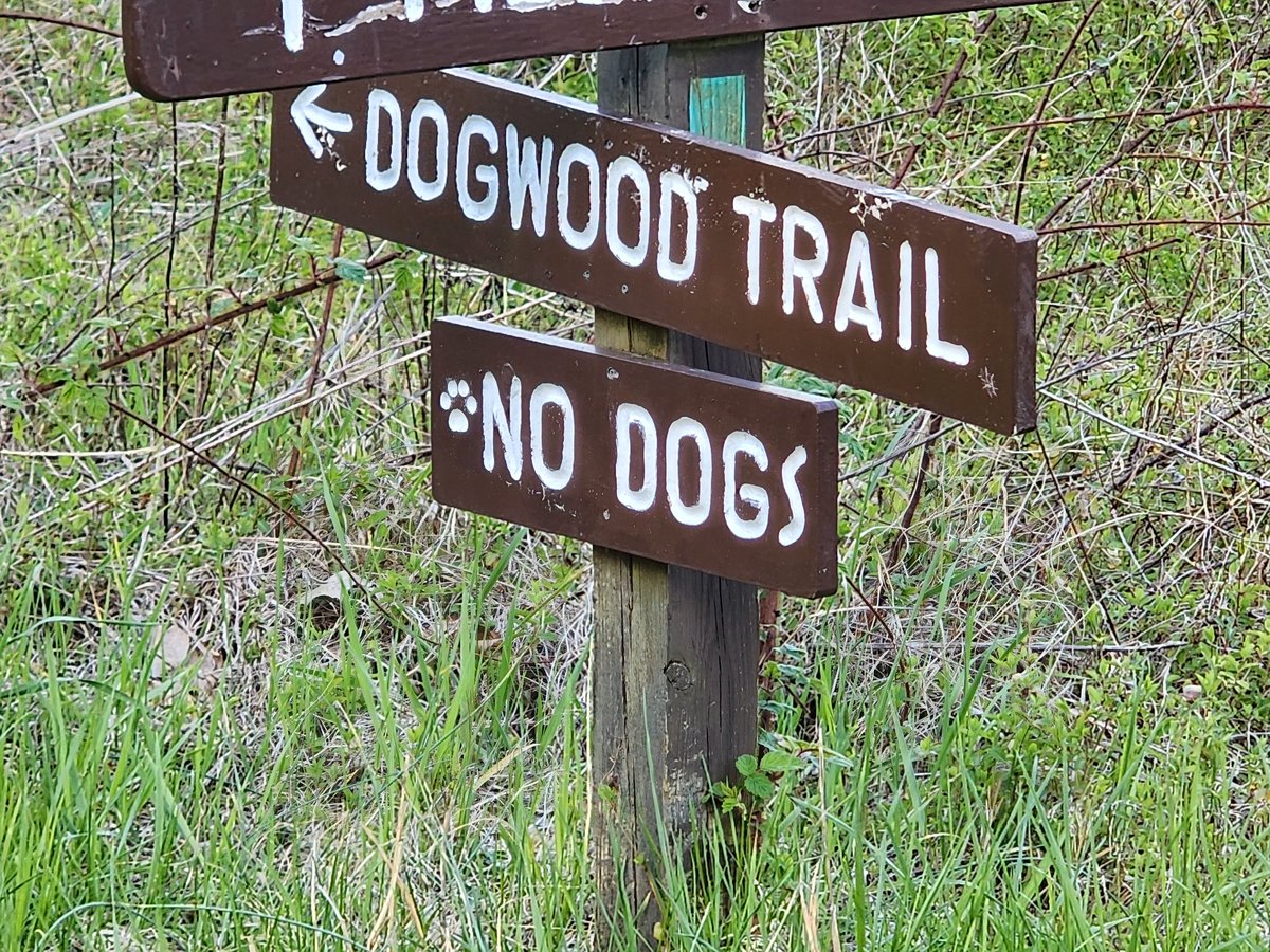 Dogwood But dog mustn't