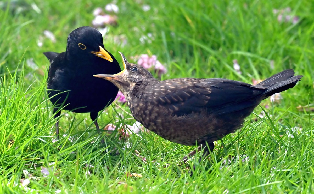 Feed me! 😁 Young Blackbird begging for food from dad in my Somerset garden this week. 😍🐦