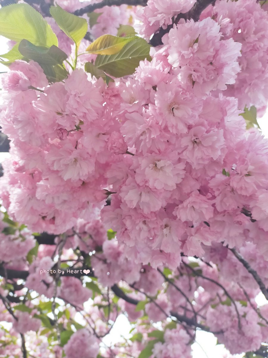 𝓖𝓸𝓸𝓭 𝓶𝓸𝓻𝓷𝓲𝓷𝓰𓂃🌸🌸🌸*.ﾟ

 #関山   #八重桜
 #TLを桜でいっぱいにしよう