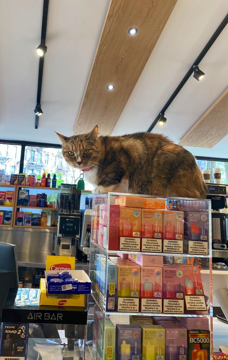 Bodega Cats (@Bodegacats_) on Twitter photo 2024-04-26 21:46:45