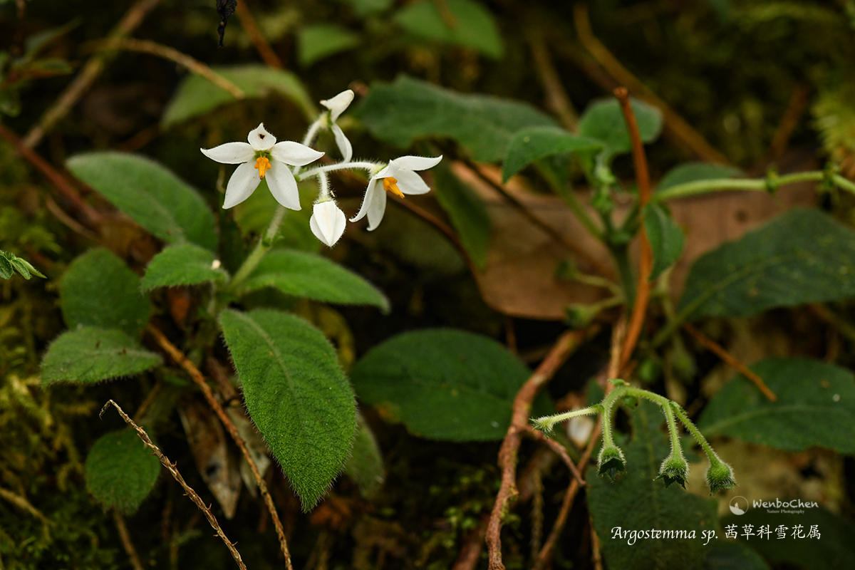 #Argostemma spp. are very eye-catching small plants in Sumatra's high-altitude montane cloud forests. They are either epiphytic or terrestrial and obviously love the conditions of being heavily shaded with permanent high humidity and cool temperatures. 
#floraofsumatra #rubiaceae