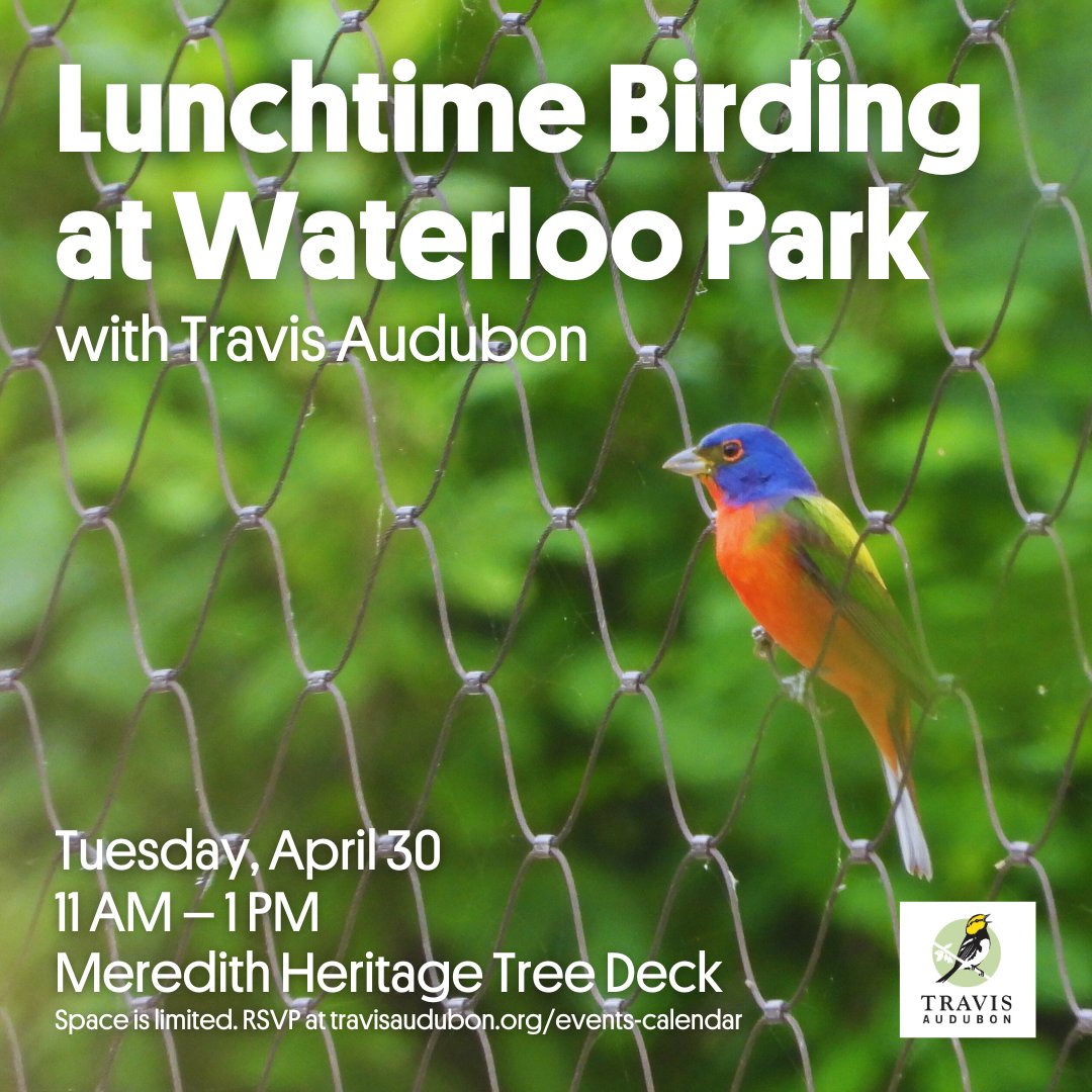 Join our friends at @TravisAudubon for Lunchtime Birding at Waterloo Park on Tuesday, April 30! 🐦 Migration is in full swing and the lush vegetation along Waller Creek provides an excellent bird habitat! ℹ️ Space is limited. RSVP and learn more at travisaudubon.org/events-calendar