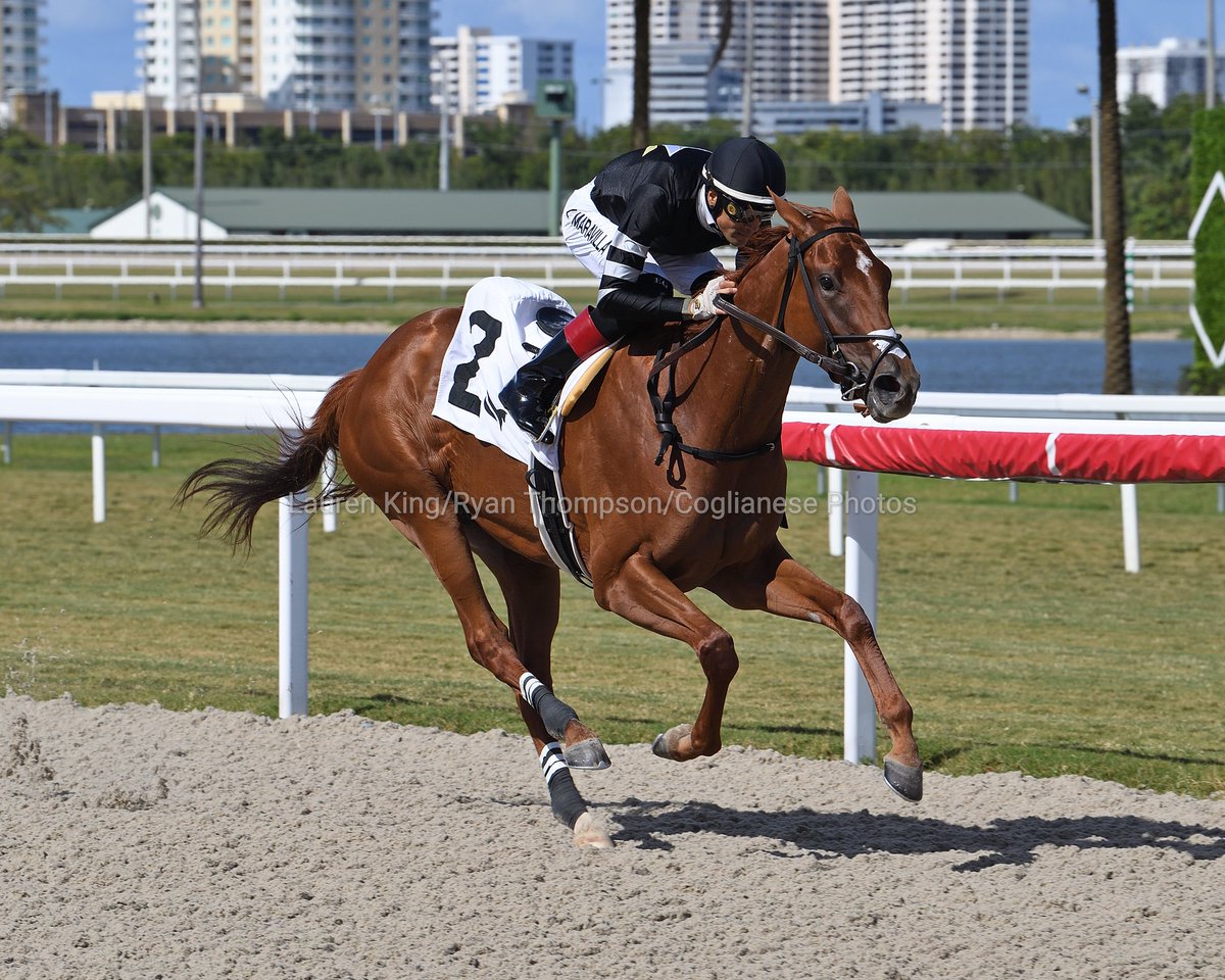 Mi Amore dominates race 7, @EdwinGonzalz1 rode for trainer Eniel Cordero and owner Vicente Stella Stables. #GulfstreamPark #RoyalPalmMeet Mi Amore domina la 7.ª carrera, montó Edwin González para el entrenador Eniel Cordero.