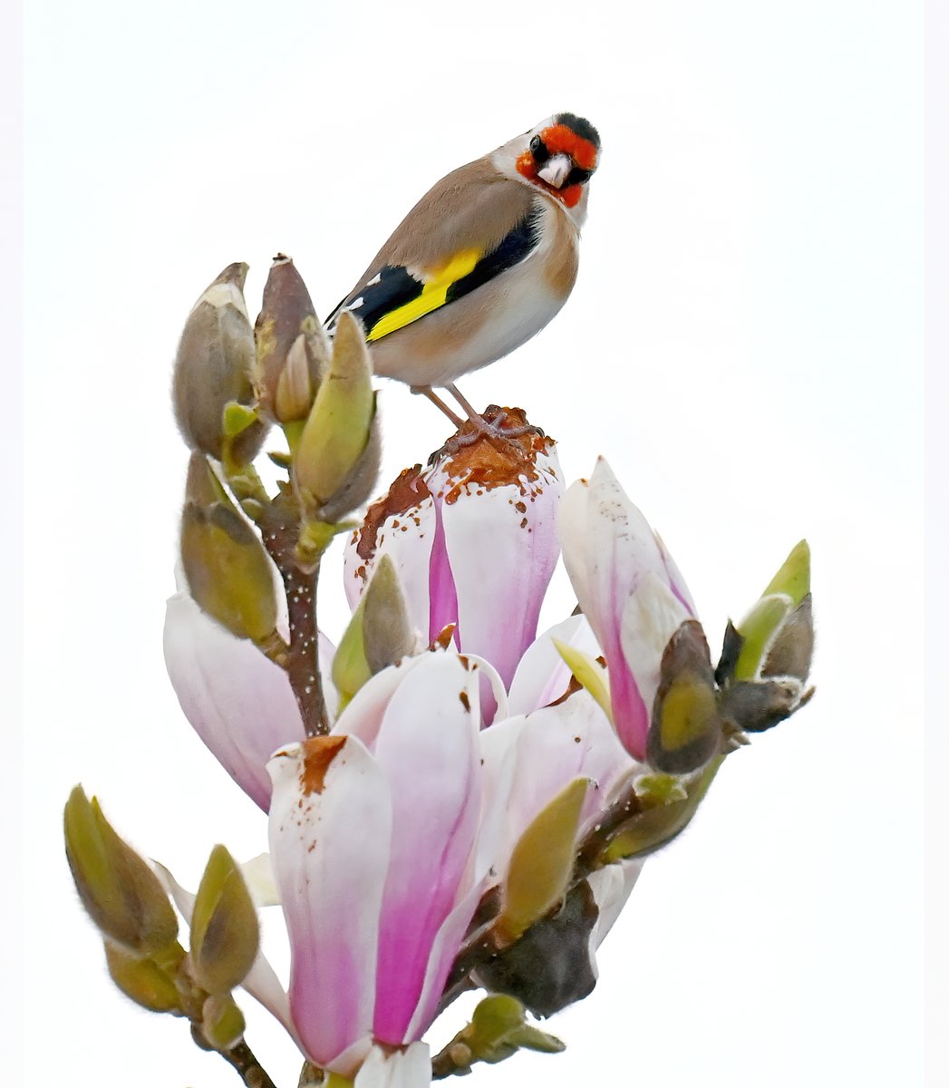 Goldfinch on a Magnolia bloom, giving me the look! 😮😁 Taken recently in my Somerset village. 🐦