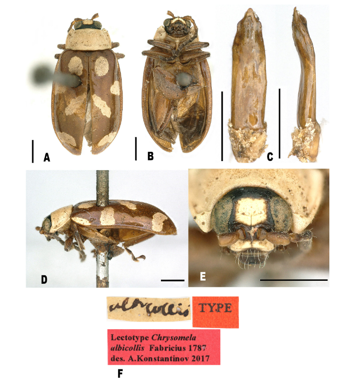 #LiteratureNotice Roie et al. Fabrician types of new world Oedionychina Chapuis, 1875 (#Coleoptera, #Chrysomelidae, Alticini) deposited in the Zoological Museum of Kiel University collections. doi.org/10.5852/ejt.20… #Beetle #Beetles #LeafBeetles #Taxonomy