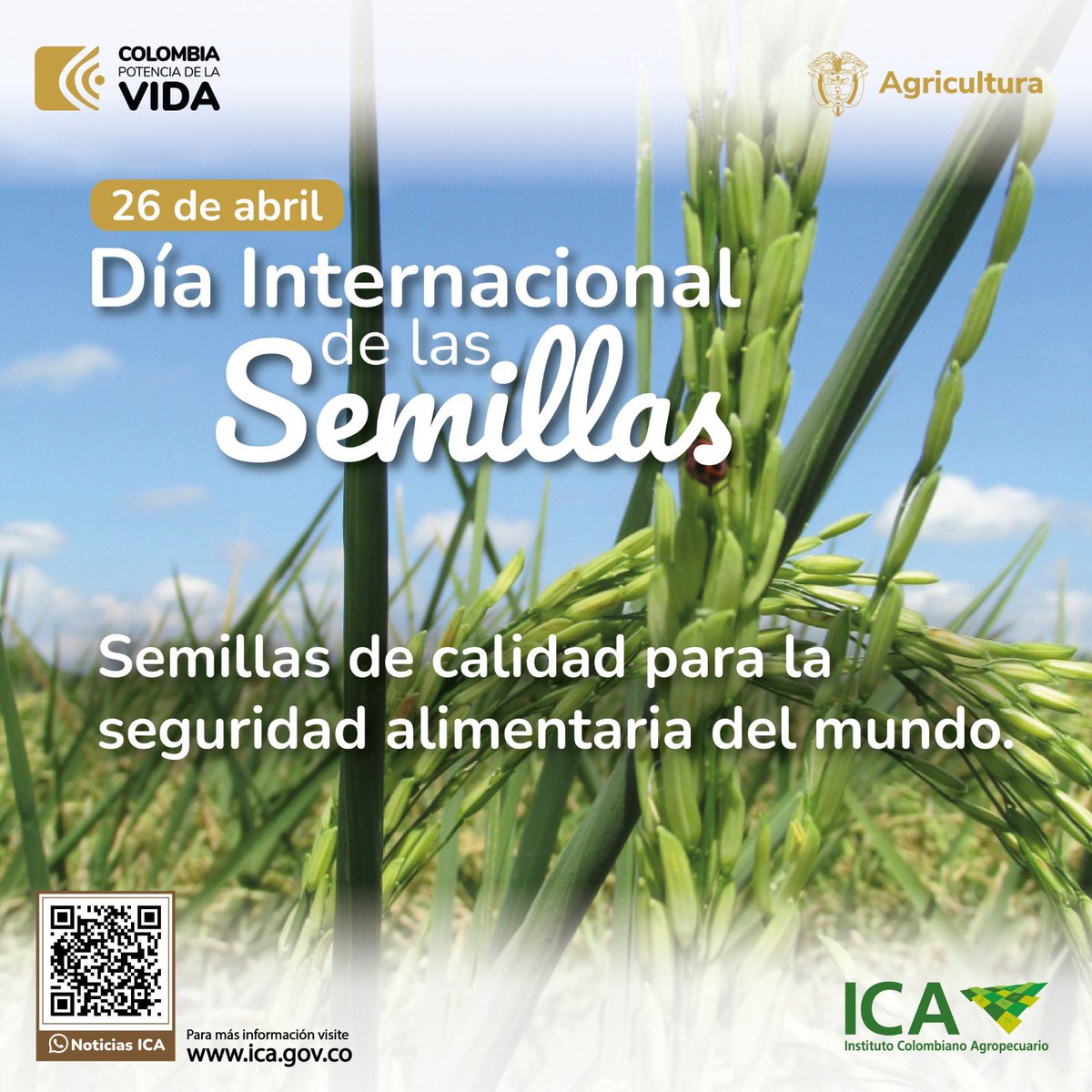En el #DíaInternacionalDeLasSemillas reafirmamos nuestro compromiso de trabajar por la calidad, inocuidad y legalidad de las semillas, para que generen alimentos inocuos y progreso al campo colombiano.  🌱

#PrevenciónEsSanidad