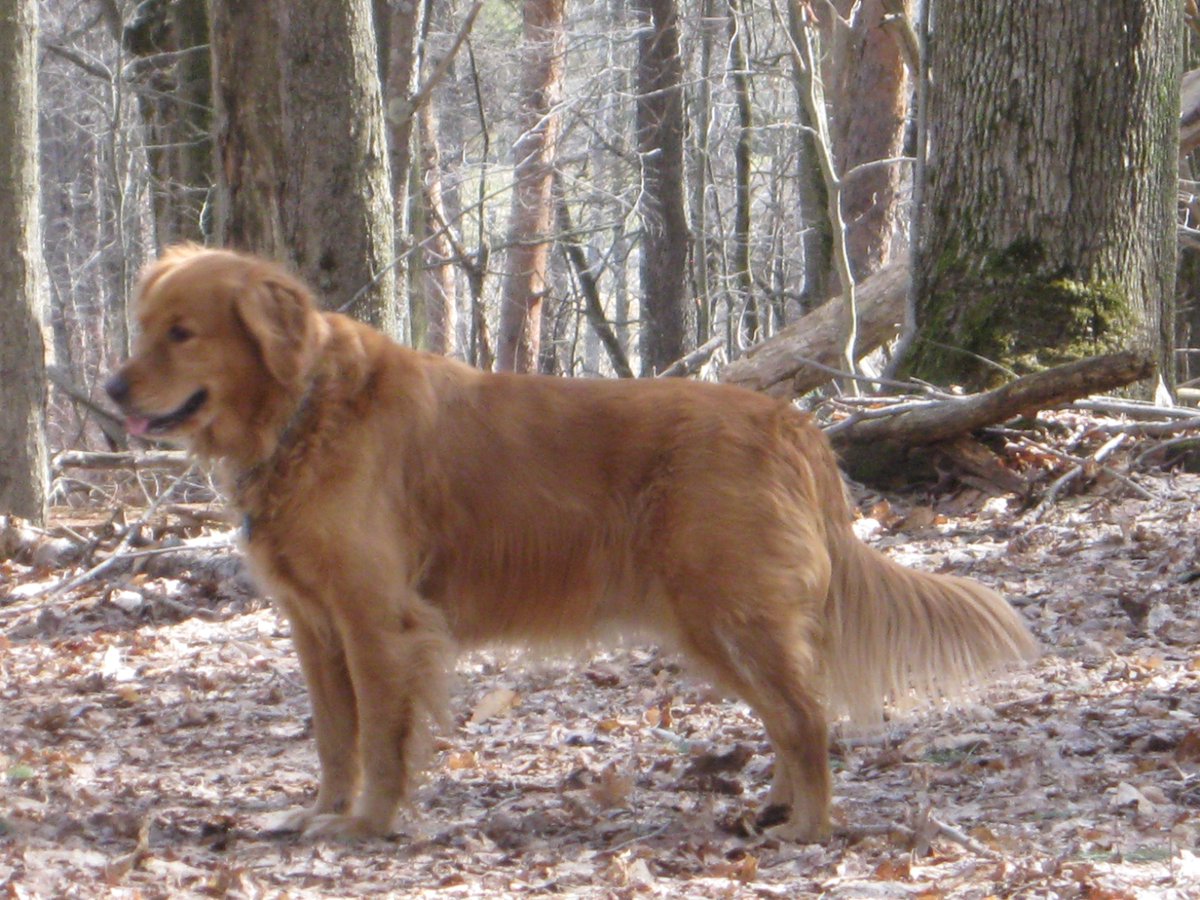 @dogcelebration Dylan is a real beauty! It makes me see how Golden Retriever came from Setters. My Triscuit is a dark red color.