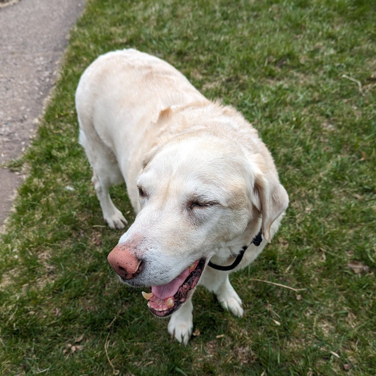 Holy cow 🐮 shucksters pals!! 🐽💥 Omd me n mom can't believe that you already met our goal!! 😲😭💕 Thank you soo much for your love n kindness for us now n always! 🤗🐽💙 You gave more even.. 🥲 it will go to my doctor apt Monday! 🤕💛 huge Hankster hugs 🤗🐽❤️‍🩹 #HealingHankster