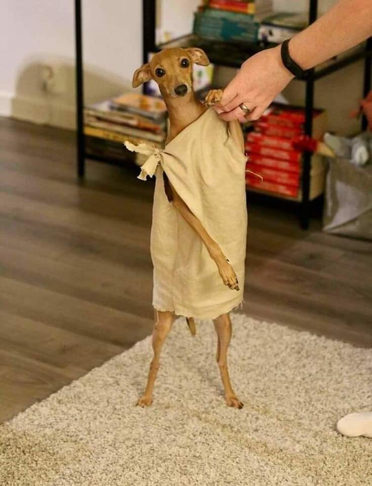 itimaliasof's tweet image. Dobby é um elfo livre