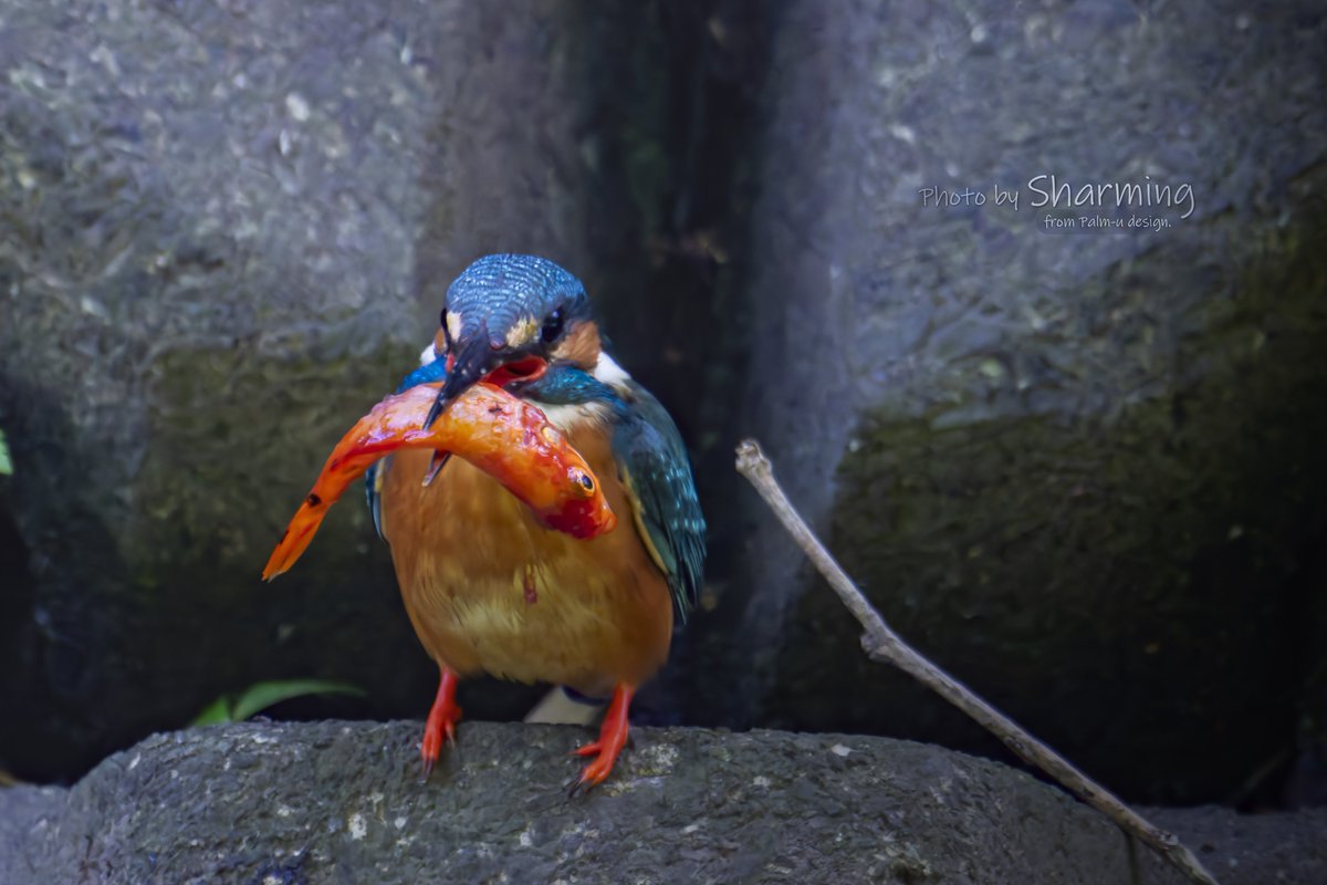 どこから獲ってきた！？🤣
金魚…じゃないのかな？😅

#カワセミ #kingfisher 
#α1 #SEL100400GM 
#SEL20TC #SONY