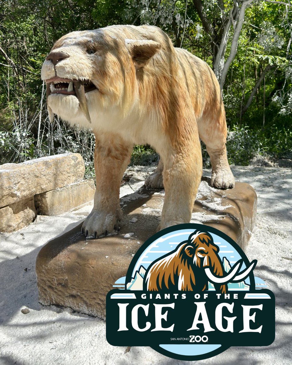 SanAntonioZoo tweet picture