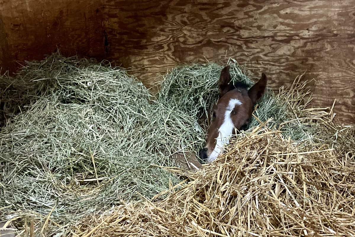 Happy #foalfriday from an all tucked in 24 Vibrato/ Honest Mischief
