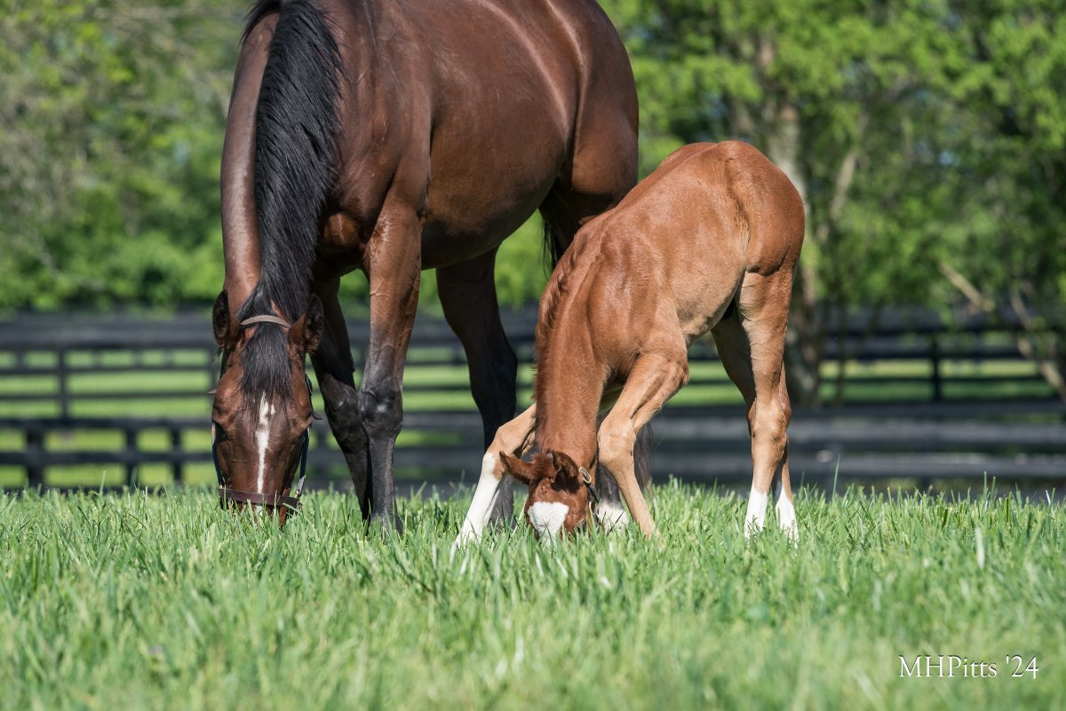 He'll be leading yoga class at 8. First pose: Downward Facing Foal.
#foalyoga #FoalFriday