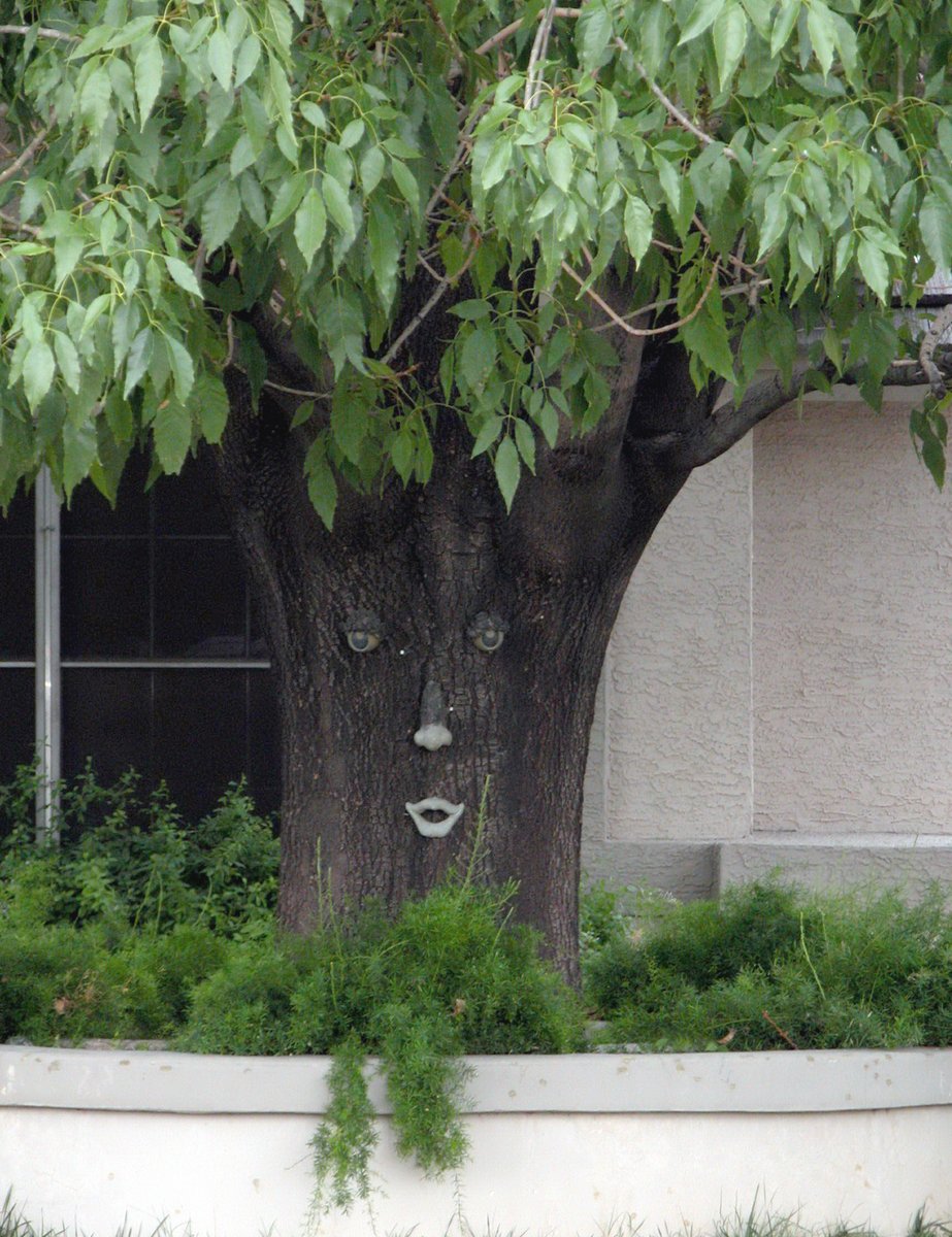 Happy #ArborDay, a day we celebrate trees! Visit our page to learn about tree selection, planting, pruning and tree care. When we take care of our trees, they take care of us by providing oxygen & shade. 🌎💚 mesaaz.gov/arborday #TreesAreCool #CleanAir #MesaClimateAction