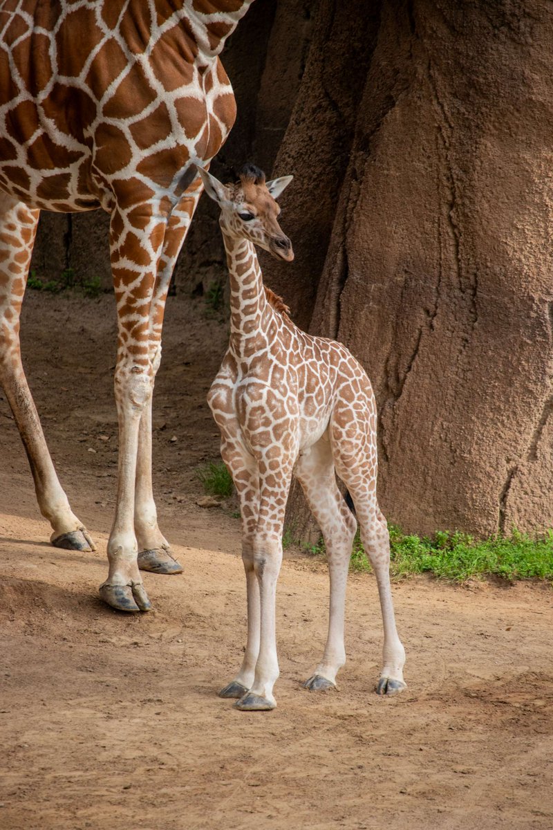 Our baby giraffe has a name! Meet Kicheko, meaning 'laughter' in Swahili – a very fitting name for this April Fool's Day baby! 😉 This little guy brings so much laughter and joy to our hearts. #DallasZoo #BabyGiraffe