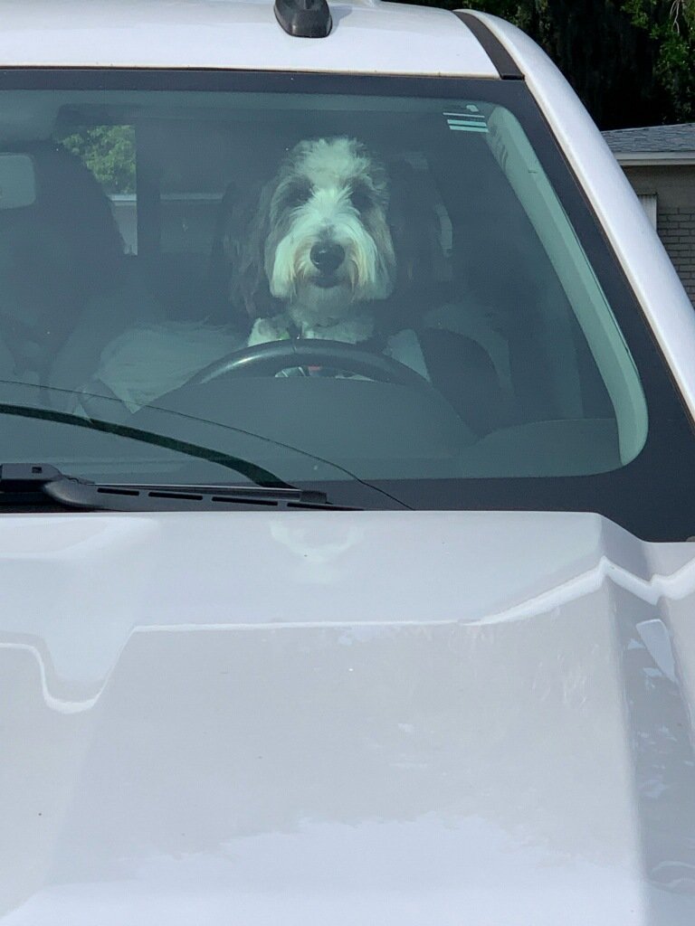 Rocky is ready to drive the shenanigans train! 😜 #shenanigans #dogsoftwitter #DogsOfX #FridayFeeling