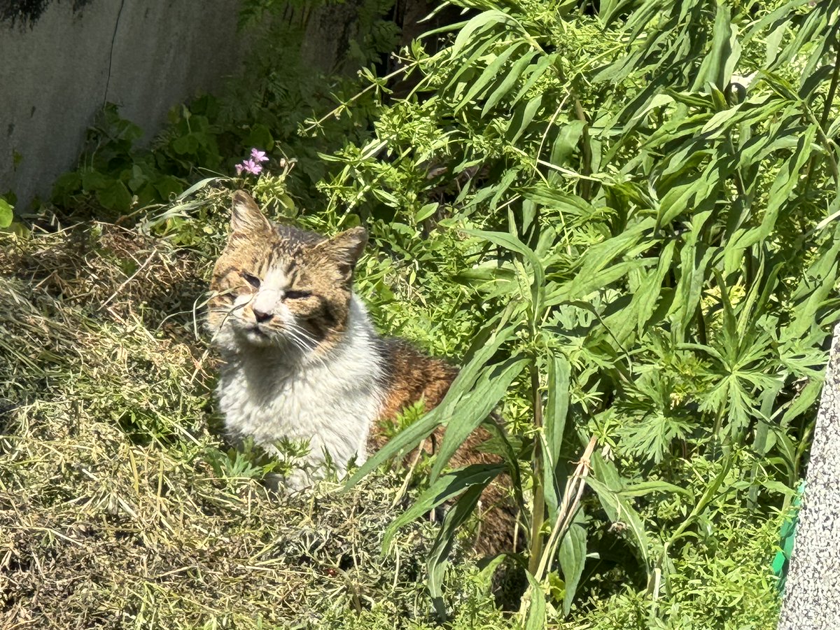 猫／おっ山さん 山／おはよう 猫／おしゃれしてどこいくの？ 山／教会へ❣ 猫／道間違えるなよ 日曜日は教会へ❣