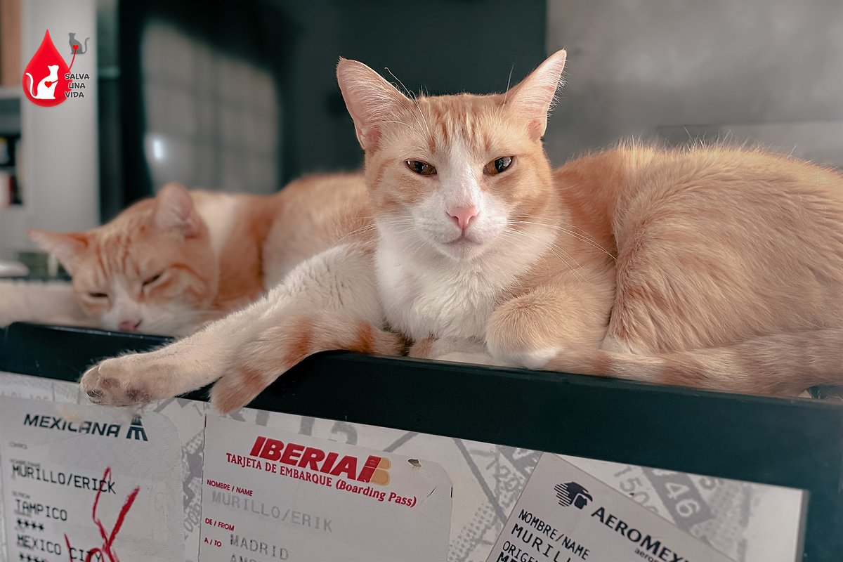 Salva una vida es una campaña que inicia hoy, 26 de abril, para concientizar a los tutores de gatos sobre la donación altruista de sangre. En memoria de Typhoon, que no pudo encontrar donador a tiempo. #gatos #donasangre #CatsOnTwitter