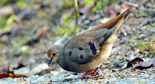 Maroon-chested Ground Dove (Paraclaravis mondetoura).
Enigmatic bamboo-seed specialist, disappearing for years but returning when bamboo matures #CentralAmerica