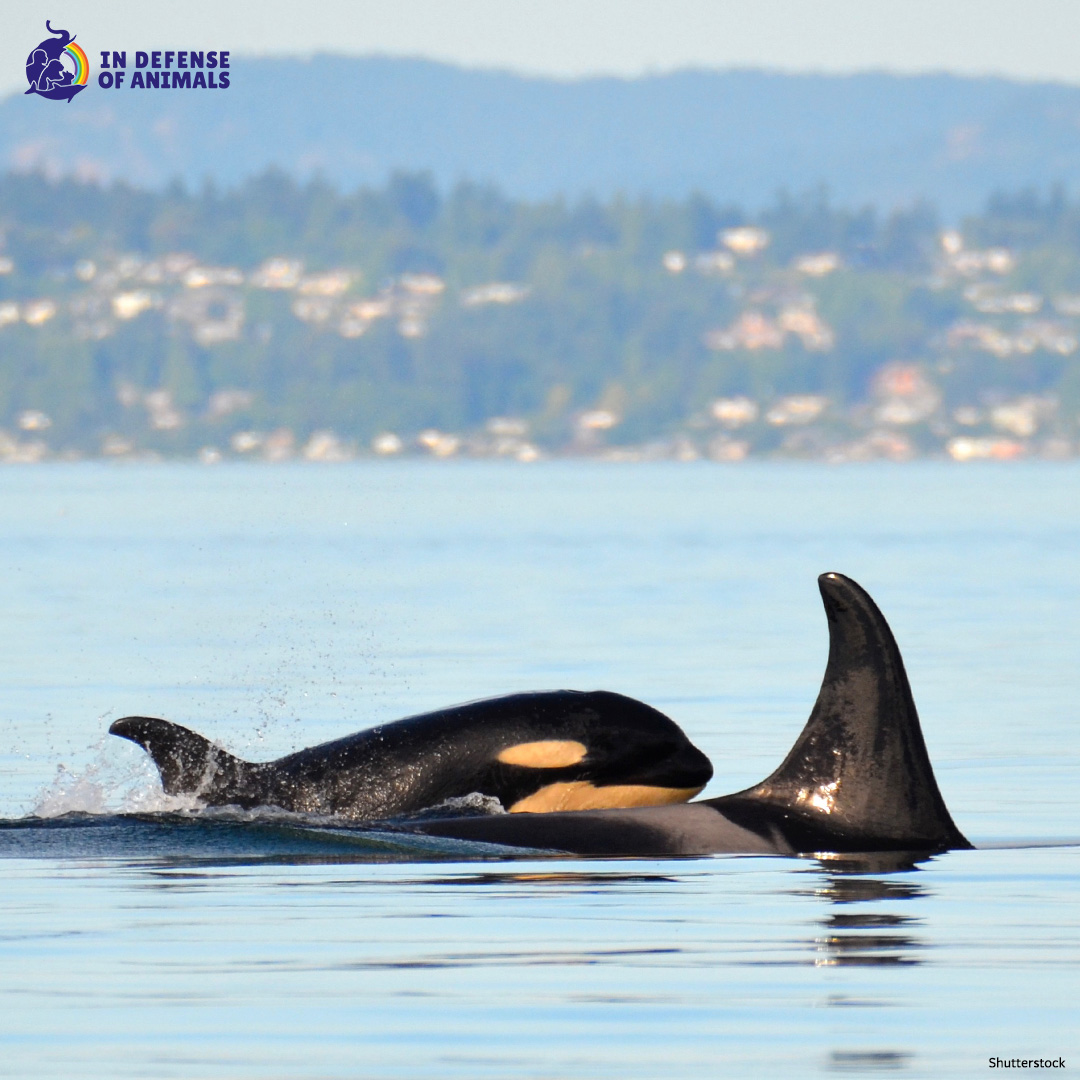 Have you heard? While #orcas are federally protected as #EndangeredSpecies in the US & Canada & listed as #endangered in Washington, a new listing means that #Oregon will develop a management plan & concrete actions to help address their struggles.
WATCH: bit.ly/44j1Hym