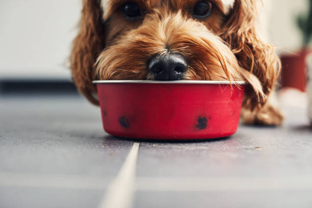 Understanding your pet's nutritional needs is crucial. Did you know that some human foods can be harmful to pets? Always consult with your vet before sharing your snacks! #PetNutrition #HealthyPets