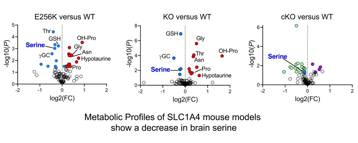 Odeh et al. examine how mutations in the SLC1A4 transporter give rise to neurodevelopmental delay and microcephaly. Using three mouse models, they show that Slc1a4 mutations lead to reduced serine import into the brain, resulting in impaired brain growth. tinyurl.com/3fnzvun9