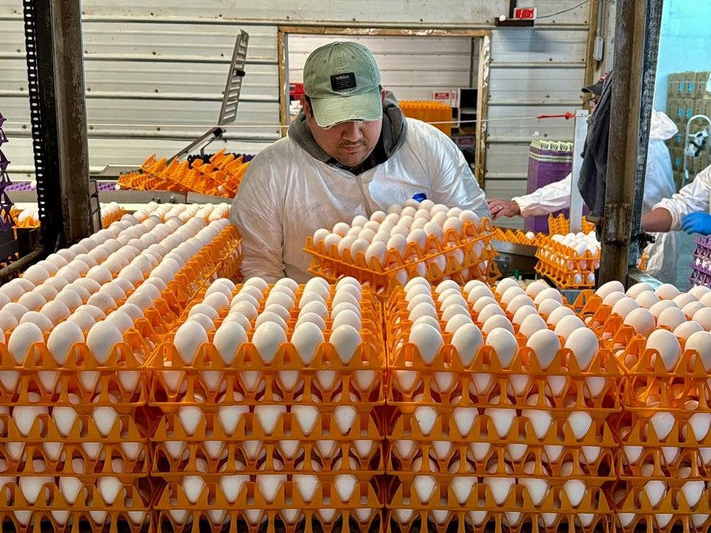 Canadian officials considering 'pre-pandemic' vaccines as bird flu spreads through U.S. livestock ottawacitizen.com/news/local-new… @egpayne CanadaHealthwatch.ca — Canada's hub for health news 🍁